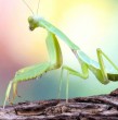 Las autoridades alemanas informaron que los avistamientos de la mantis religiosa se duplicaron con respecto al año pasado. Las altas temperaturas y el cambio climático aceleran el desarrollo de sus huevos, aseguran los expertos.