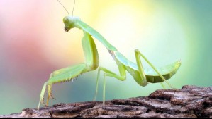 Mantis religiosa: El insecto caníbal que se expande por Alemania