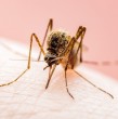 Conoce detalles sobre la propagación del virus del Nilo Occidental (VNO), el cual está presente en el este de Alemania. Se trata de un arbovirus con particulares características.