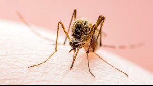 Imparable avance del mosquito que propaga el virus del Nilo