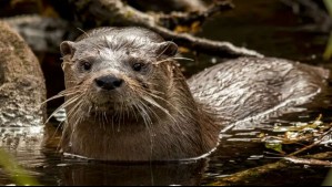 Tras cuarenta años: Huillín reaparece en un Parque Nacional de la Patagonia