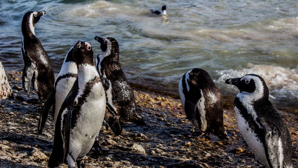 El impacto de El Niño en la fauna del planeta: Fenómeno podría acelerar la extinción de esta especie nativa