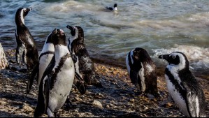 El impacto de El Niño en la fauna del planeta: Fenómeno podría acelerar la extinción de esta especie nativa