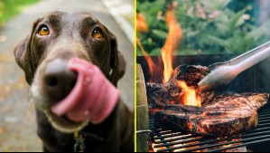 Antes de Fiestas Patrias: Revisa los alimentos que pueden poner en riesgo a perros y gatos