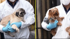 Rescatan a 15 perros en graves condiciones desde criadero clandestino en Santiago: Mujer fue detenidia por maltrato animal
