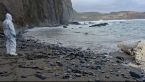 Ballena varó con cuerdas atadas al cuerpo y la cola en playa de Los Muermos: Sernapesca presentará denuncia