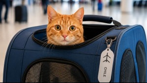 ¿Viajas con tu mascota? Estos son los pasos a seguir si tomarás un vuelo con tu gato o perro