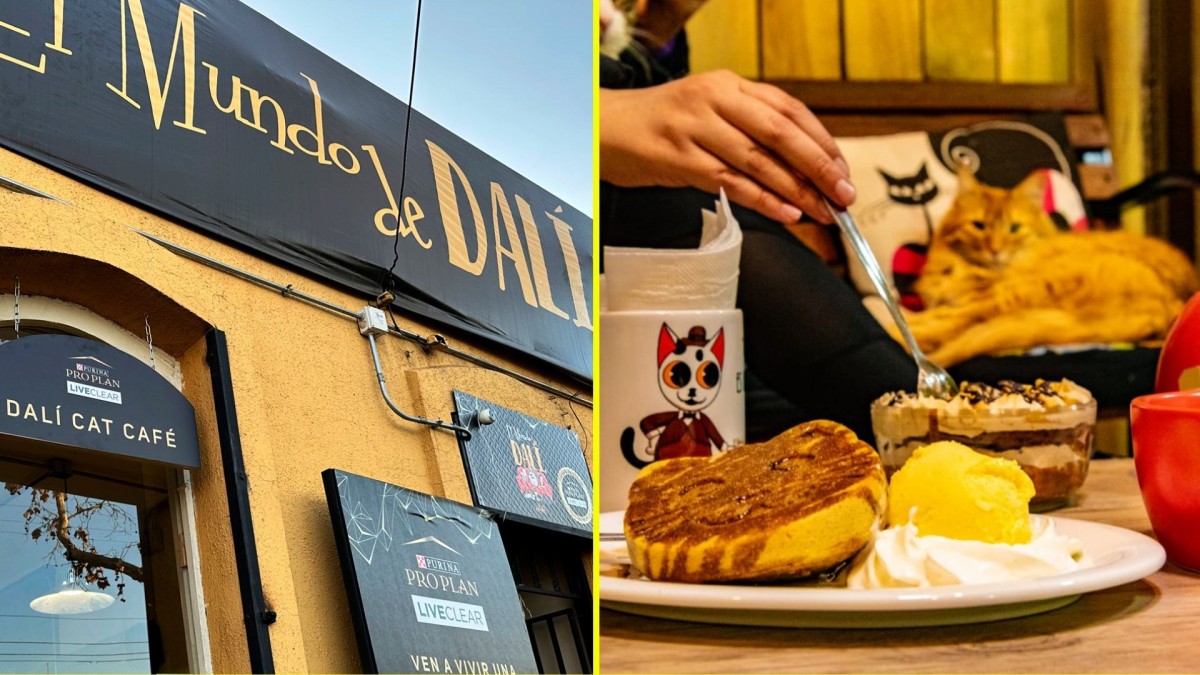 Emblemática cafetería de gatos anuncia su cierre definitivo tras 10 años