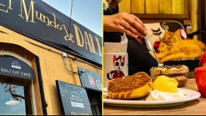 Emblemática cafetería de gatos anuncia su cierre definitivo tras 10 años