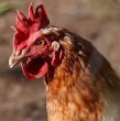 Uruguay declaró emergencia sanitaria tras detectar Influenza Aviar H5 de alta patogenicidad en aves de traspatio. La medida restringe su movimiento y suspende ferias y exposiciones.
