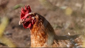 Uruguay declara emergencia sanitaria por gripe aviar en aves de traspatio