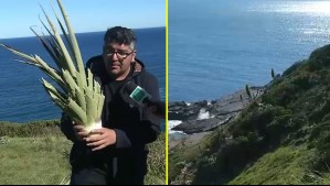 Denuncian extracción ilegal de cientos de chaguales en zona protegida de Tomé: 'Para que dé una flor cuesta cuatro años'