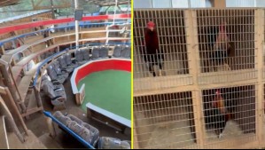 Se rescataron 85 aves: Detienen a 54 personas por participar y apostar en peleas clandestinas de gallos en Arauco