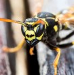 Septiembre es un mes clave para enfrentar, mediante la captura de sus reinas, a un insecto considerado plaga en nuestro país. Hablamos de la avispa chaqueta amarilla.
