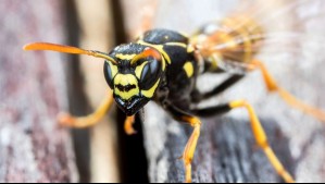 'Atrapa a la reina': Lanzan campaña para combatir las avispas chaqueta amarilla y enseñan a confeccionar una trampa casera