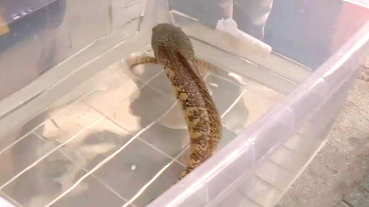 Desde peces cabeza de serpiente y hasta tortugas mordedoras: Incautan especies exóticas en mall chino de San Miguel