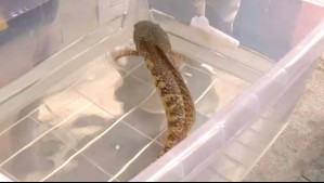 Desde peces cabeza de serpiente y hasta tortugas mordedoras: Incautan especies exóticas en mall chino de San Miguel