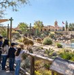 Buin Zoo prepara una nueva zona inspirada en el norte de Chile, con una ciudadela, desierto florido, flamencos y camélidos. Conoce cómo será este nuevo proyecto.