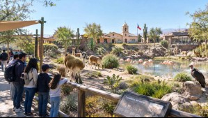 El nuevo proyecto que prepara el Bioparque Buin Zoo: Estará inspirado en la zona norte del país