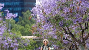 ¿Cuándo comienza la primavera en Chile? Esta es la fecha exacta en que llegará