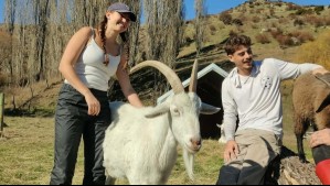 Voluntariado en Nueva Zelanda ofrece alojamiento gratis a quienes cuiden animales rescatados