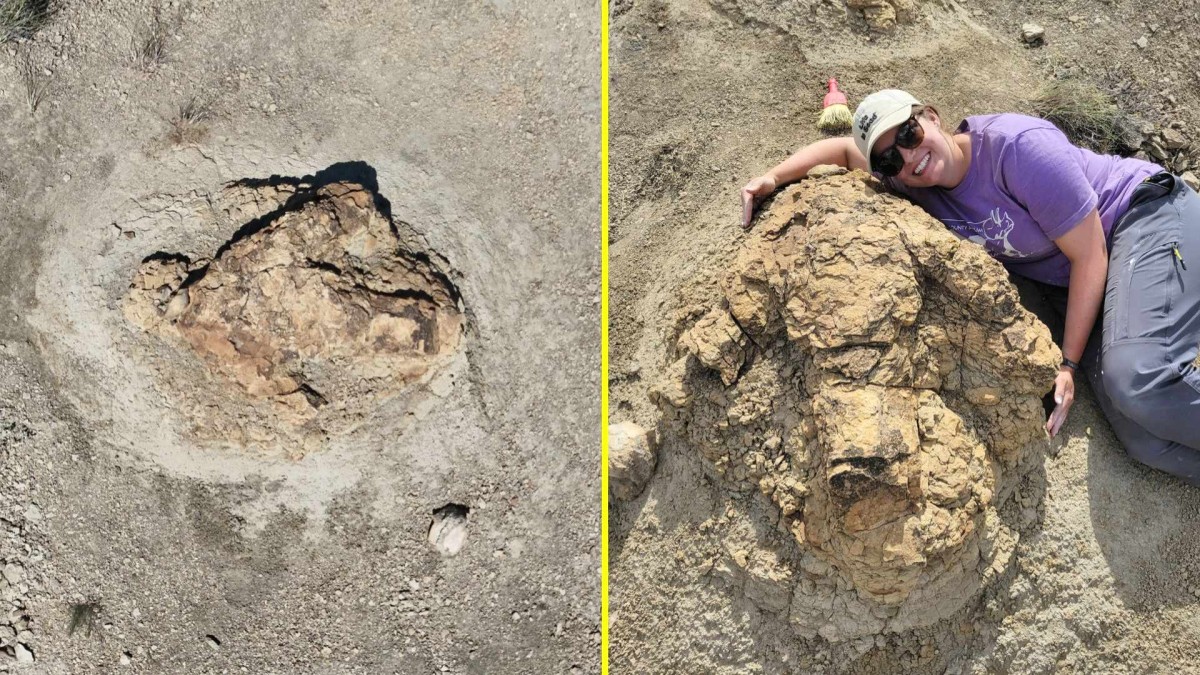 Encuentran las primeras huellas de un Tiranosaurio Rex adulto: Rastro fósil mide siete metros y tiene 66 millones de años