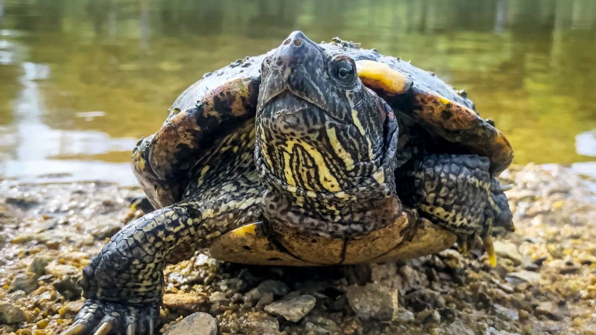 PDI rescata peces modificados genéticamente y una tortuga protegida durante fiscalización en locales de mascotas del Maule