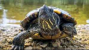 PDI rescata peces modificados genéticamente y una tortuga protegida durante fiscalización en locales de mascotas del Maule