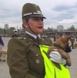 En la nueva versión de la Parada Militar, quienes nuevamente se llevaron todo el cariño del público fueron los cachorros de Carabineros que pasaron por la elipse del Parque O\\\'Higgins. ¡Mira el video!
