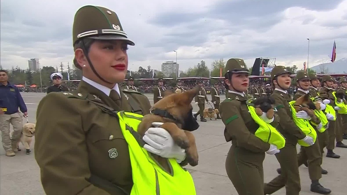 Nuevamente se llevaron todo el cariño del público: Cachorros de Carabineros "se robaron el show" en la Parada Militar 2026