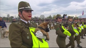 Nuevamente se llevaron todo el cariño del público: Cachorros de Carabineros 'se robaron el show' en la Parada Militar 2026