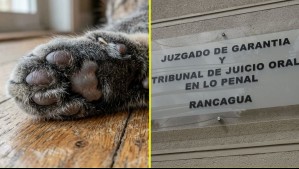 Hombre es condenado por maltrato animal con resultado de muerte: Deberá cumplir 800 días de presidio