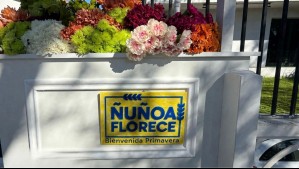 Regalarán flores en una comuna de Santiago: Conoce dónde y cuándo podrás recibirlas gratis