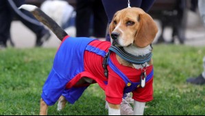 ¿Perdiste a tu perro o gato?: Alertan por nueva estafa que utiliza publicaciones de mascotas extraviadas