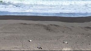 Encuentran 57 pingüinos muertos en costas del Maule: Sernapesca presenta denuncia criminal