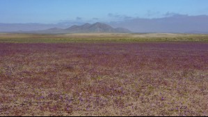 'Festival oficial del desierto florido': Anuncio de fiesta electrónica en Vallenar generó indignación en redes sociales
