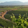 Viña Concha y Toro tiene 30 ofertas laborales disponibles en distintas regiones de Chile, con cargos presenciales, modalidad híbrida y oportunidades de prácticas profesionales. Revisa las vacantes, requisitos y cómo postular.