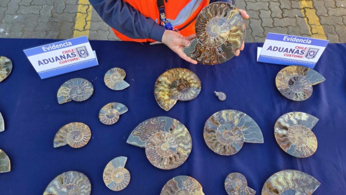 Descubren contrabando de fósiles de amonites que tienen una data de 110 millones de años provenientes de Madagascar