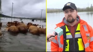'Tuvimos que salir a ayudar no más': Organización comunitaria rescata a vecinos y animales aislados por inundaciones en Pitrufquén