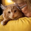 Pandora desapareció tras un accidente de tránsito en Inglaterra en 2020. Seis años después, fue encontrada a 190 kilómetros gracias al microchip que aún tenía activo.