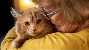 Perdieron a su gata en un accidente hace seis años y una inesperada llamada cambió todo
