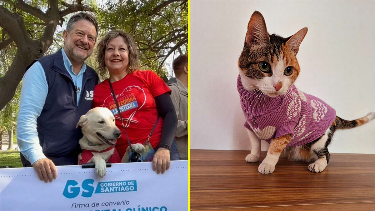 "Hoy damos un paso más": Gobernación de Santiago anuncia construcción del primer hospital público veterinario de Chile
