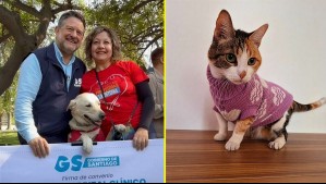 'Hoy damos un paso más': Gobernación de Santiago anuncia construcción del primer hospital público veterinario de Chile