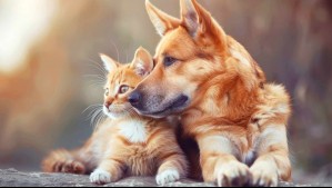 En todas las regiones: Así puedes vacunar gratuitamente a tu perro o gato contra la rabia