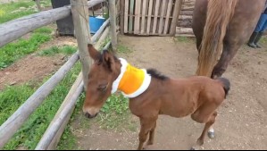 Planeta Futuro: Nace el primer caballo clonado en Chile