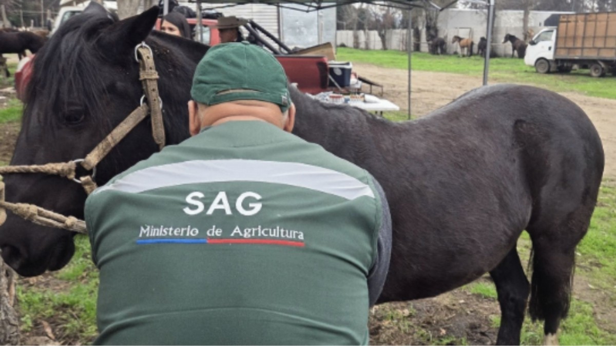 Chile exportará caballos a India tras acuerdo del SAG: Ya se prepara el envío de tres ejemplares