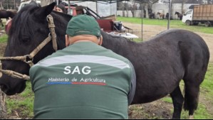 Chile exportará caballos a India tras acuerdo del SAG: Ya se prepara el envío de tres ejemplares