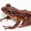 Investigadores hallaron una nueva especie de rana milimétrica y venenosa que llamaron \\\'desconcertante\\\' y que está amenazada por la minería en Ecuador, informó el Instituto Nacional de Biodiversidad (Inabio).