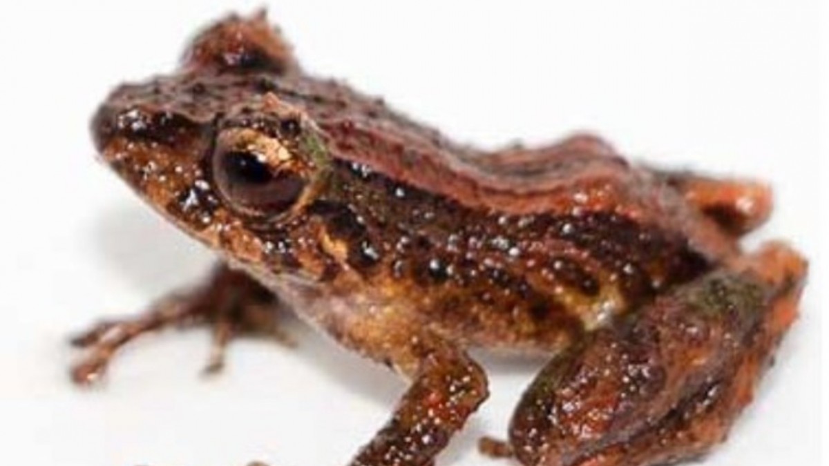Hallan en Ecuador a "desconcertante": Una nueva especie de rana diminuta y venenosa