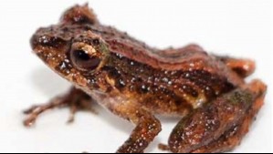 Hallan en Ecuador a 'desconcertante': Una nueva especie de rana diminuta y venenosa